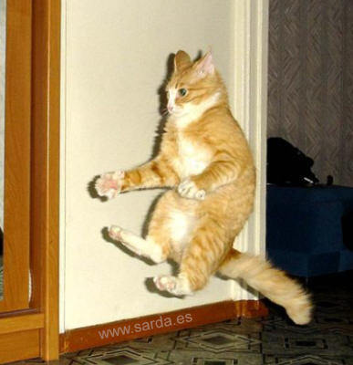 gatovolador