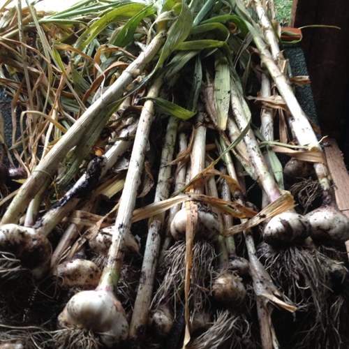 Premium Australian purple and white garlic varieties grown on the Bellarine Peninsula. Local, sustainable and flavoursome.