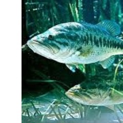 ShallowFry's profile picture. Saturday night fish..