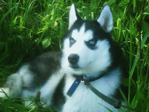 demonthehusky's profile picture. i am Demon the Husky I love Going for long walks and spending time with Kai my girlfriend :) woof woof