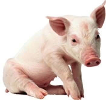 I do pig things.