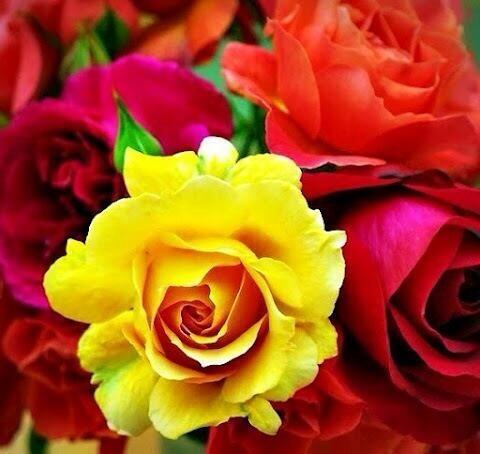 looloo82529978's profile picture. 