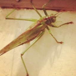 jacd's profile picture. 