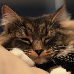 CarolChattenB's profile picture. Lover of real ale, single malts, tea, bees, Socks, wood, music, guitars, drums, a Dave and a Robert. Should have been an animator/model maker...