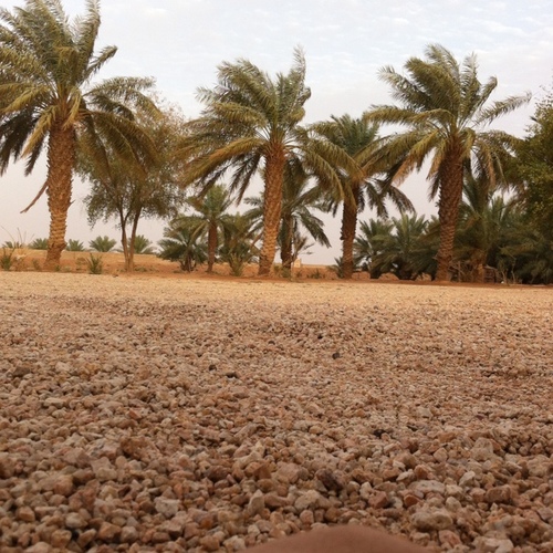 يارب رضاك والجنة