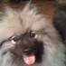 Gene Coulson (@dutchdogdad) Twitter profile photo Gene Coulson (@dutchdogdad) Twitter profile photo