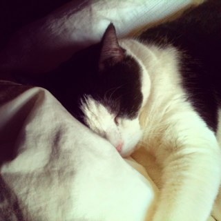 Sarah_Giannelli's profile picture. 