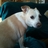 laurapuche's profile image