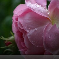 linda kleiman (@lindakleiman) 's Twitter Profile