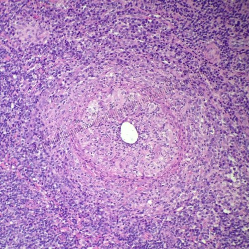 DVM. DVSc Anatomic Pathology. Diplomate ACVP. Small Animal Veterinary Pathology
