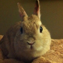 RIP Muffin, 12/23/14