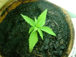 GrowshopSpecialist.nl voor alle kweekbenodigdheden Simpel en Online besteld binnen 2 dagen bezorgd!