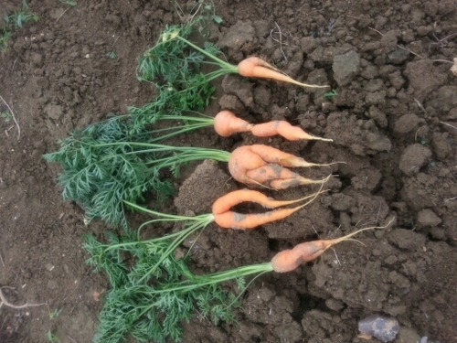 FermePresNeufs's profile picture. Erwan humbert
paysan agriculture biologique périurbaine @bioiledefrance
produit une grande variété de légumes
vente Amap locale @AMAP_IDF  
Pour goût et cuisine