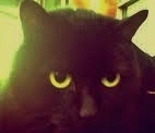 feline, captive, roommate's bow and arrow collection does not intimidate me! If your wondering..this is NOT Norman Reedus!