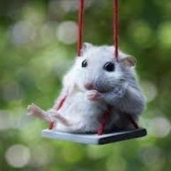 Проектирую спутники, преподаю энергетику и менеджмент, работаю в IT, -ищу- тестирую прЫнца =)