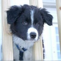 David A. Hall (@dhall03) 's Twitter Profile