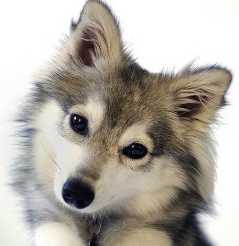 bravefox's profile picture. 