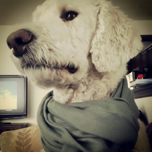New Hampshire resident who enjoys cuddling with the girl, cookies, and shredding tennis balls at the dog park. I follow back:)