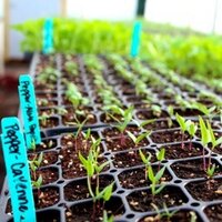 seedsfarm (@seedsfarm) 's Twitter Profile