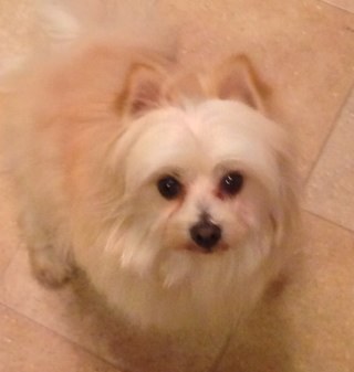 I'm only 16 months old Pom/Maltese Hybrid with Black Eyes White Hair. The most important things in the world to me is my Momma, Joni L' Amour and my family.