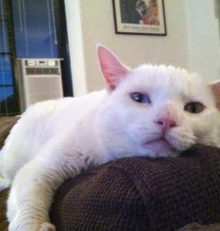 Sumiko1061's profile picture. legal assisant & part-time roadie