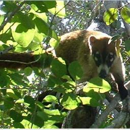 donofthedon's profile picture. My biophilia includes Mont Megantic, QC, Celestun, MX-YU and Don River (Toronto) ON.