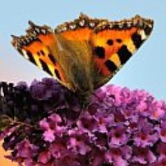 http://t.co/3Kwf7yPk Photographs and information, about Butterflies, and the plants and shrubs that attract them to the garden and countryside