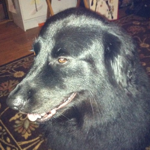 OneLazyWookiee's profile picture. Avid fan of all things Disney...Diehard fan of St. Louis Cardinals baseball...Lifelong fan of Dallas Cowboys football