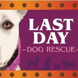 Last Day is more than just a name, it is the situation all of our dogs were faced with. Now all of our wonderful dogs get a second chance at life!