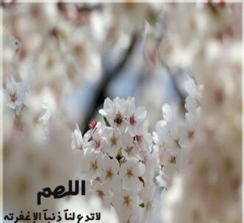 الجنه مرادي