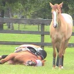 Specialising in laying bets on horses, using my dedicated system with strict rules !