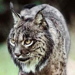 Este perfil destina-se a divulgar o Lince Ibérico (Lynx pardinus), de modo a alertar para o risco de extinção da espécie.