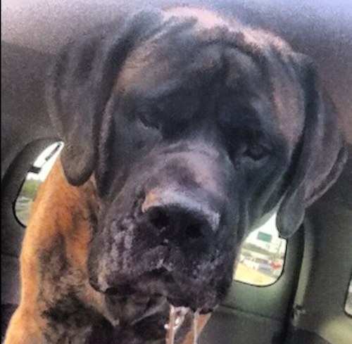 Youk’s Travel Adventures™, a New TV Show starring “Youk” - a 180lb. English Mastiff. Join Youk & his owner Sean, as they travel to pet-friendly destinations.