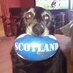 Tracey Drysdale (@traceymdrysdale) Twitter profile photo Tracey Drysdale (@traceymdrysdale) Twitter profile photo
