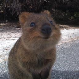 alexgrist's profile picture. Software Programmer