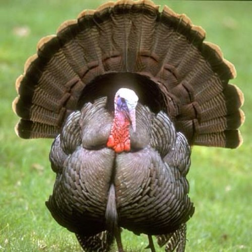 Just a turkey trying to make it through the hunting seasons and get my gobble on.