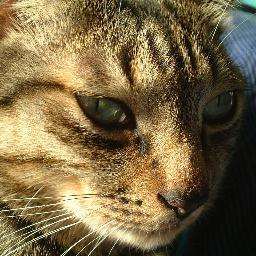 kazunosukedono's profile picture. 