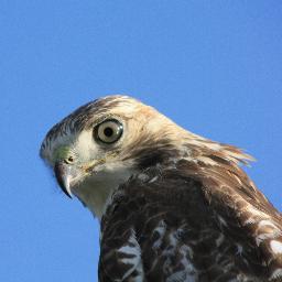 BrettHull3's profile picture. 