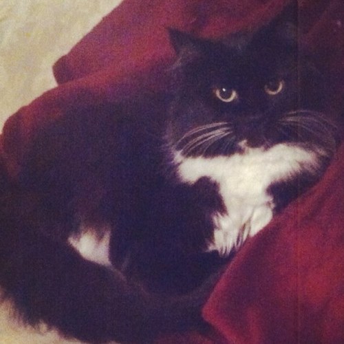 Just a little kitty with a big attitude