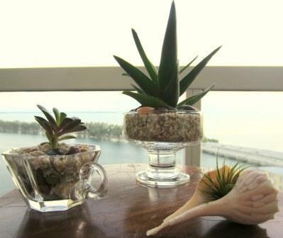 TeacupTerrarium's profile picture. We make little gardens in unlikely vessels. Favorite plants to work with are succulents and air plants. Easy to care for and hard to kill!