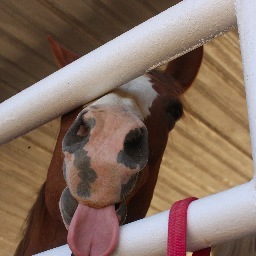 kamrena's profile picture. appreciate life