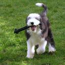 sammycat25's profile picture. 🐈🐕☘️
🌳🍃🍂

#TruthMatters
#StopTheLies 
#TheErasureOfWomen #TheWarOnChildren
#HoldTheLine
#SexNotGender
#NoGenderIdInSchools
#RepealTheGRA