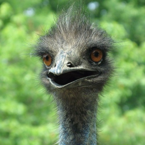 JakeDancho Profile Picture