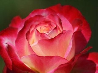 hatboxes's profile picture. 