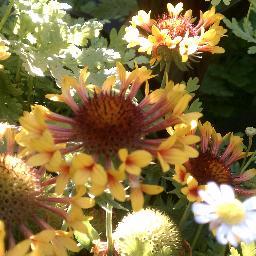 I say Yes to the delicious organic life, 
Yes to the Green life, Yes to humanely supporting wildlife. Yes to the #Resistance