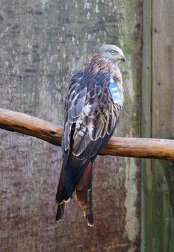 Golden Eagle Trust @eagle_trust Red Kite Reintroduction Project Ireland