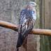 Red Kites Ireland (@redkitesireland) Twitter profile photo Red Kites Ireland (@redkitesireland) Twitter profile photo