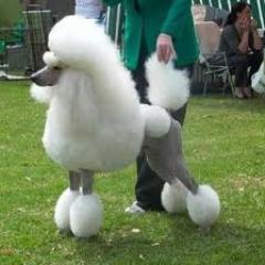 The poodle is a breed of dog