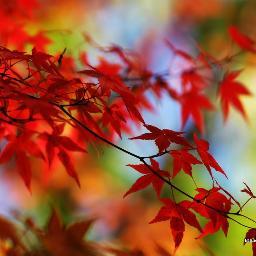 shaymaamansour's profile picture. 