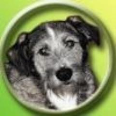 Некоммерческий проект помощи людям, которым небезразлична судьба бездомных животных.